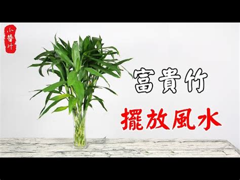 風水富貴竹|富貴竹風水擺放指南：化煞招財，打造吉祥家居 